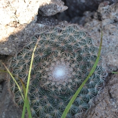 Mammillaria grusonii