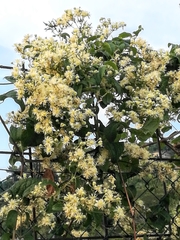Clematis vitalba