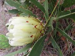 Protea obtusifolia
