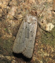Agrotis vetusta