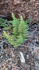 Myriopteris fendleri