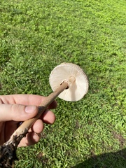 Chlorophyllum rhacodes