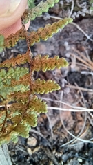 Myriopteris fendleri