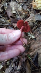 Cortinarius marylandensis