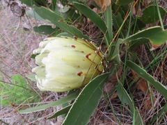 Protea obtusifolia