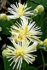 Clematis vitalba