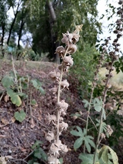 Alcea rugosa