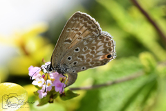 Lepidochrysops patricia