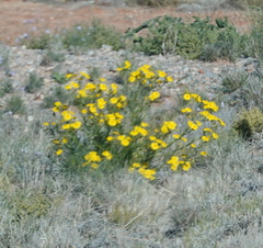 Osteospermum microcarpum