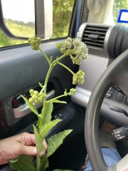 Verbesina microptera