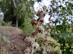 Alcea rugosa