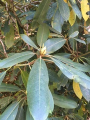 Rhododendron maximum