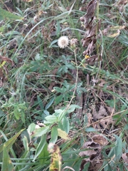 Hieracium umbellatum umbellatum