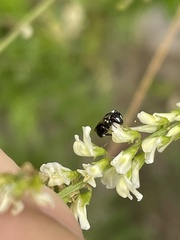 Hylaeus