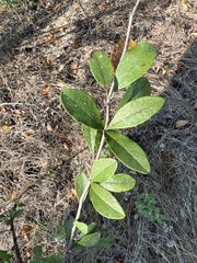 Sideroxylon lanuginosum