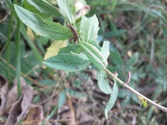 Hieracium umbellatum umbellatum