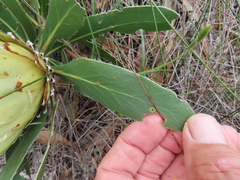 Protea obtusifolia