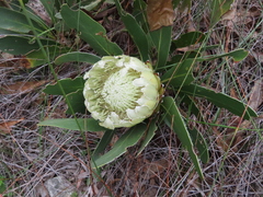 Protea obtusifolia