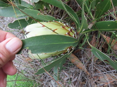 Protea obtusifolia