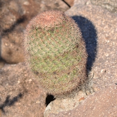 Mammillaria grusonii