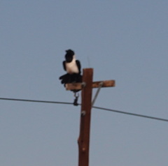 Corvus albus