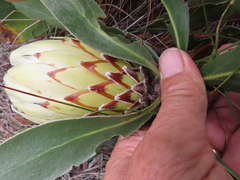 Protea obtusifolia