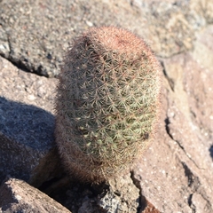 Mammillaria grusonii