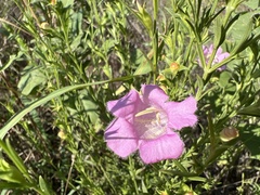 Agalinis heterophylla