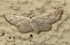 Idaea obfusaria