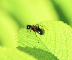 Camponotus novaeboracensis