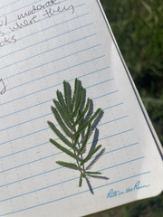 Desmanthus illinoensis