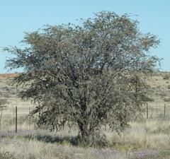 Vachellia erioloba