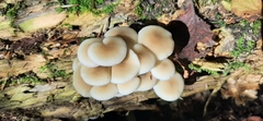 Mycena galericulata