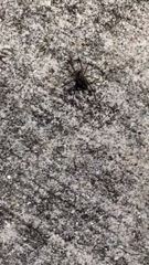 Araneomorphae