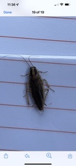 Blattella