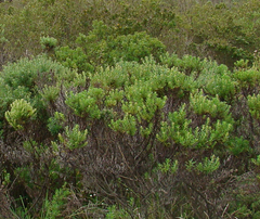 Baccharis itatiaiae