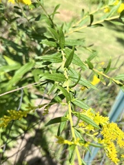 Solidago altissima