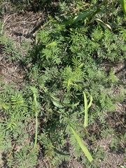 Desmanthus illinoensis
