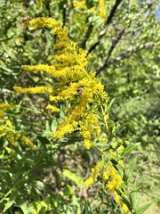Solidago altissima