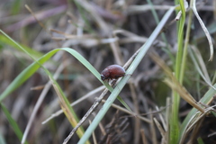 Maladera holosericea