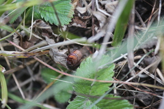Maladera holosericea