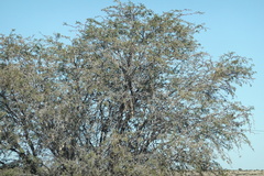 Vachellia erioloba