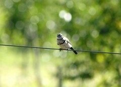 Stizoptera bichenovii