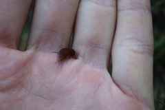 Maladera holosericea