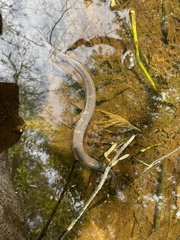 Nerodia fasciata confluens