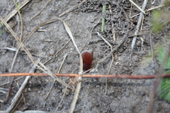 Maladera holosericea