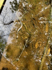 Nerodia fasciata confluens