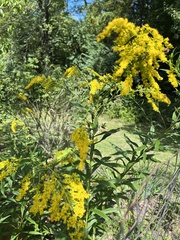 Solidago altissima