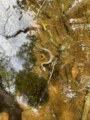 Nerodia fasciata confluens