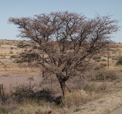 Vachellia erioloba
